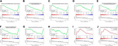 Comprehensive transcriptomic analysis unveils the interplay of mRNA and LncRNA expression in shaping collagen organization and skin development in Dezhou donkeys